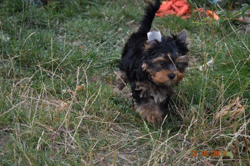 Du Royaume De Rhea - Chiot disponible  - Yorkshire Terrier